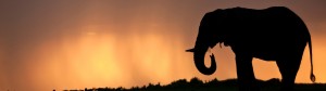 Elephant bull silhouetted against a stormy sky at sunset in the Okavango Delta in Botswana