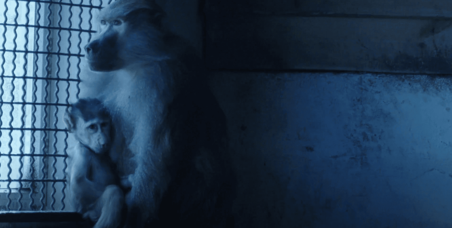 02_ZOO_Monkey_Baby_Hume_2040x1028