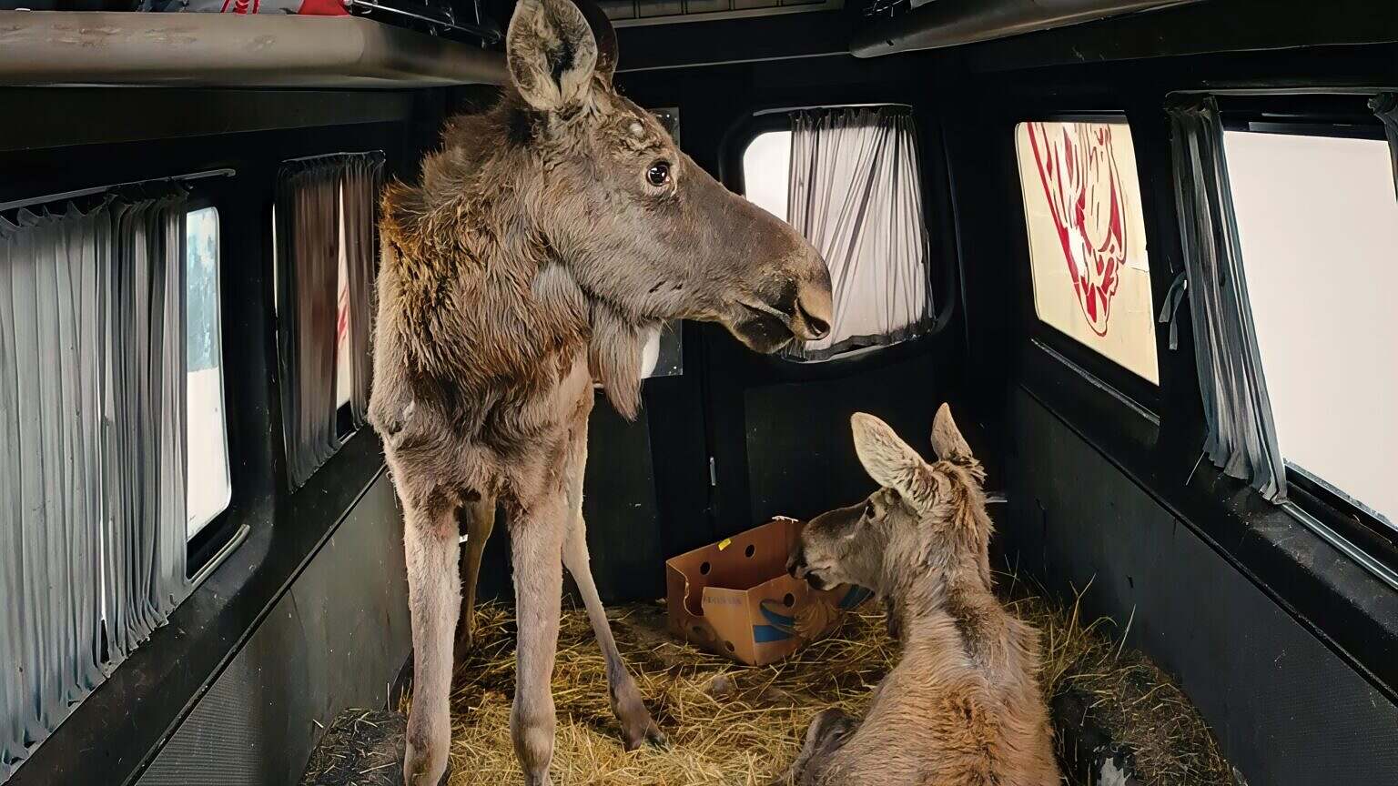 03_ZOO_Moose_in_Van_Nesterov_3840x2160