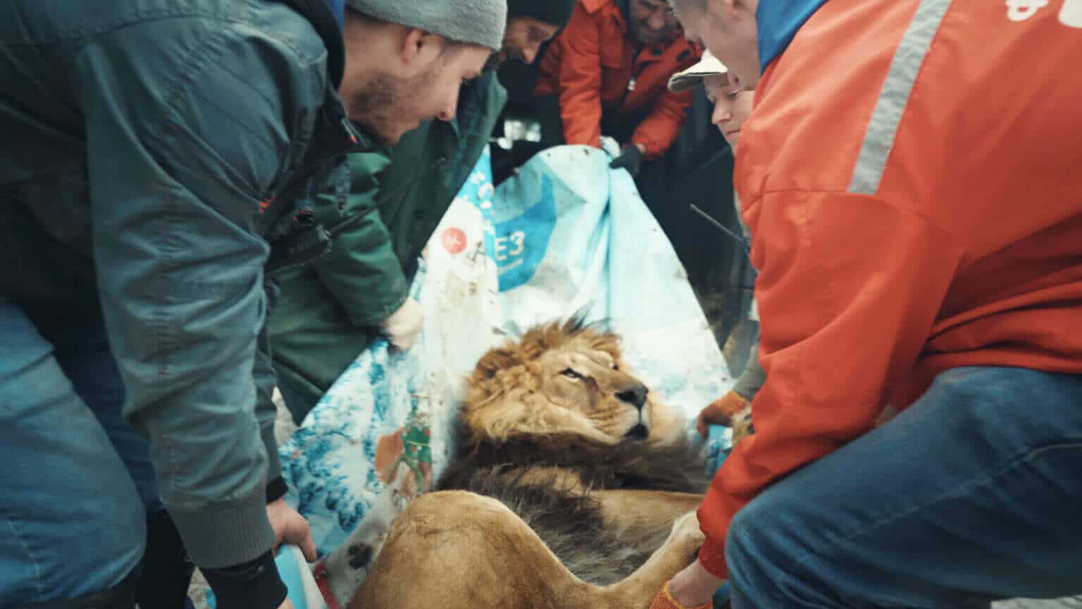 04_ZOO_Lion_evac_Nesterov_3840x2160