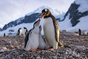 102_SecretsOfThePenguins_MM10111_240303_17210