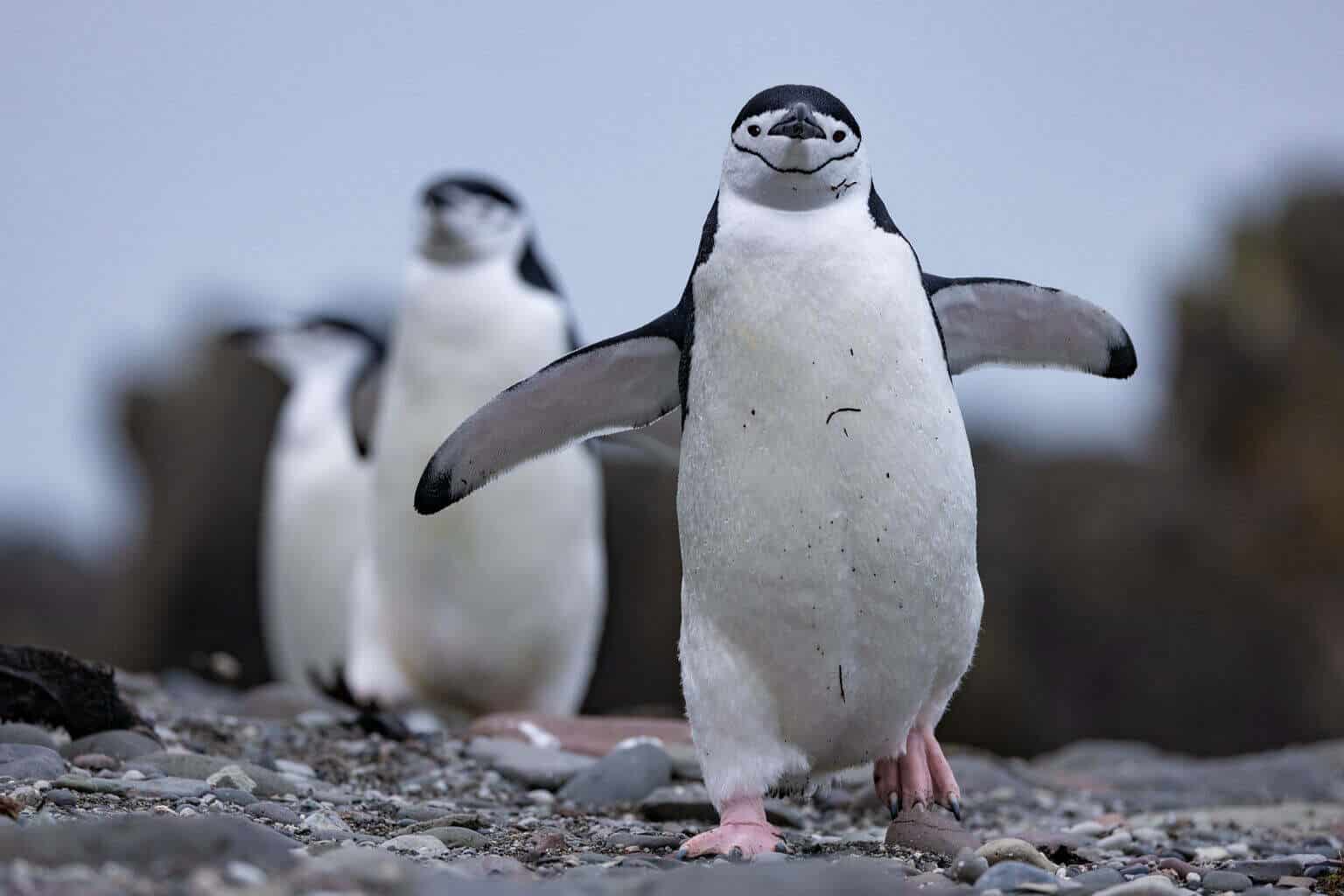 A small group of Chinstrap penguins.  (credit: National Geographic/Bertie Gregory)