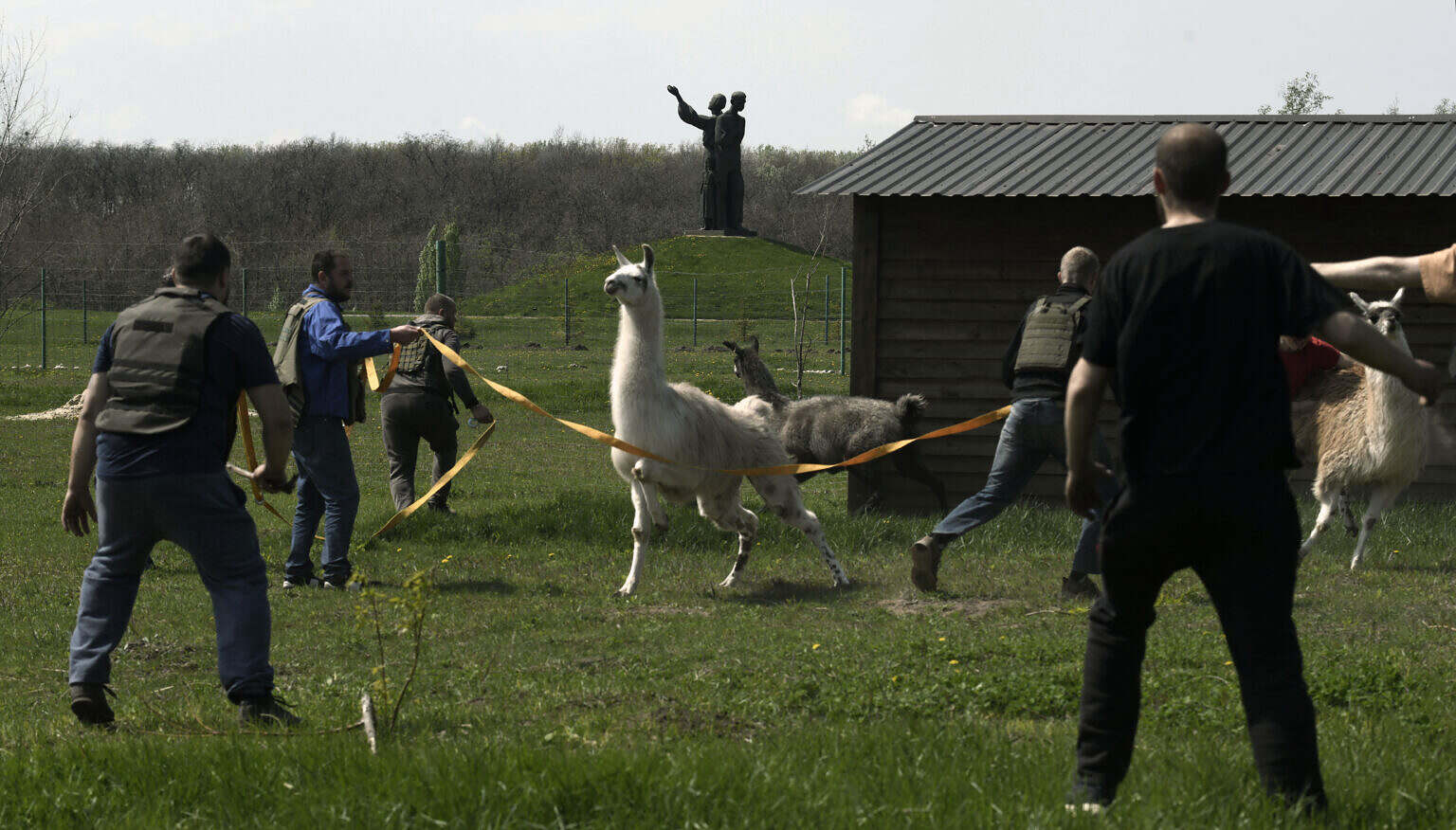 ‘When the war started, I got down on my knees and told the animals I’m sorry. They don’t understand,’ said Svetlana Vishnevetskaya, Vice Director at Feldman Ecopark Zoo as staff and volunteers in heroic efforts evacuate animals at the zoo that has been shelled repeatedly during the Russian invasion on the outskirts of Kharkiv, Ukraine on May 4, 2022.. They had to abandon rescue of an ostrich due to shelling and the next day Dennis Selevina, a 15-year-old volunteer was killed. Two others were also injured by shrapnel and their vehicles destroyed. His parents were caretakers and he frequently helped them feed animals.   At least five employees were killed since the war began, including two found shot to death at close range, and over 100 animals perished including some chimpanzees, orangutangs and kangaroos that died of heart failure.  The animals have been moved to other zoos around the country from a temporary transit enclosure at the Feldman house.  In spite of the risk, all workers say they are there until the end to help the animals.