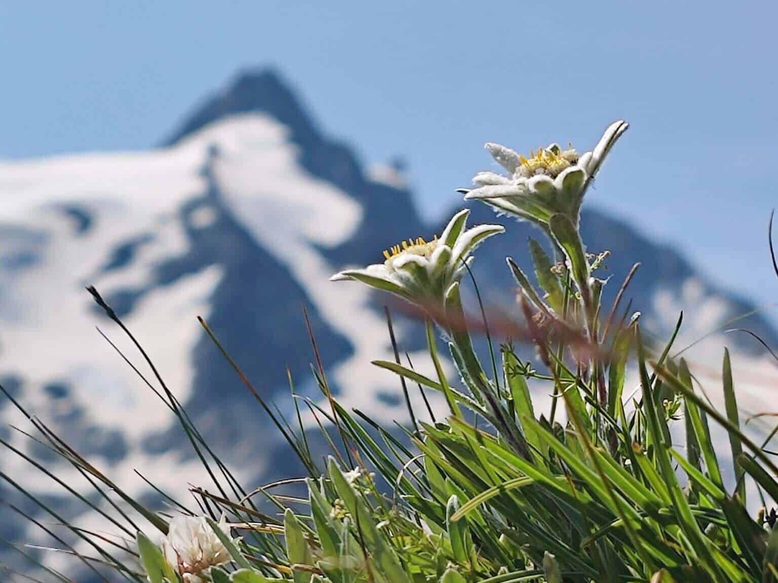 6. GROSSGLOCKNER(c)Interspot Film_Martin Haupt
