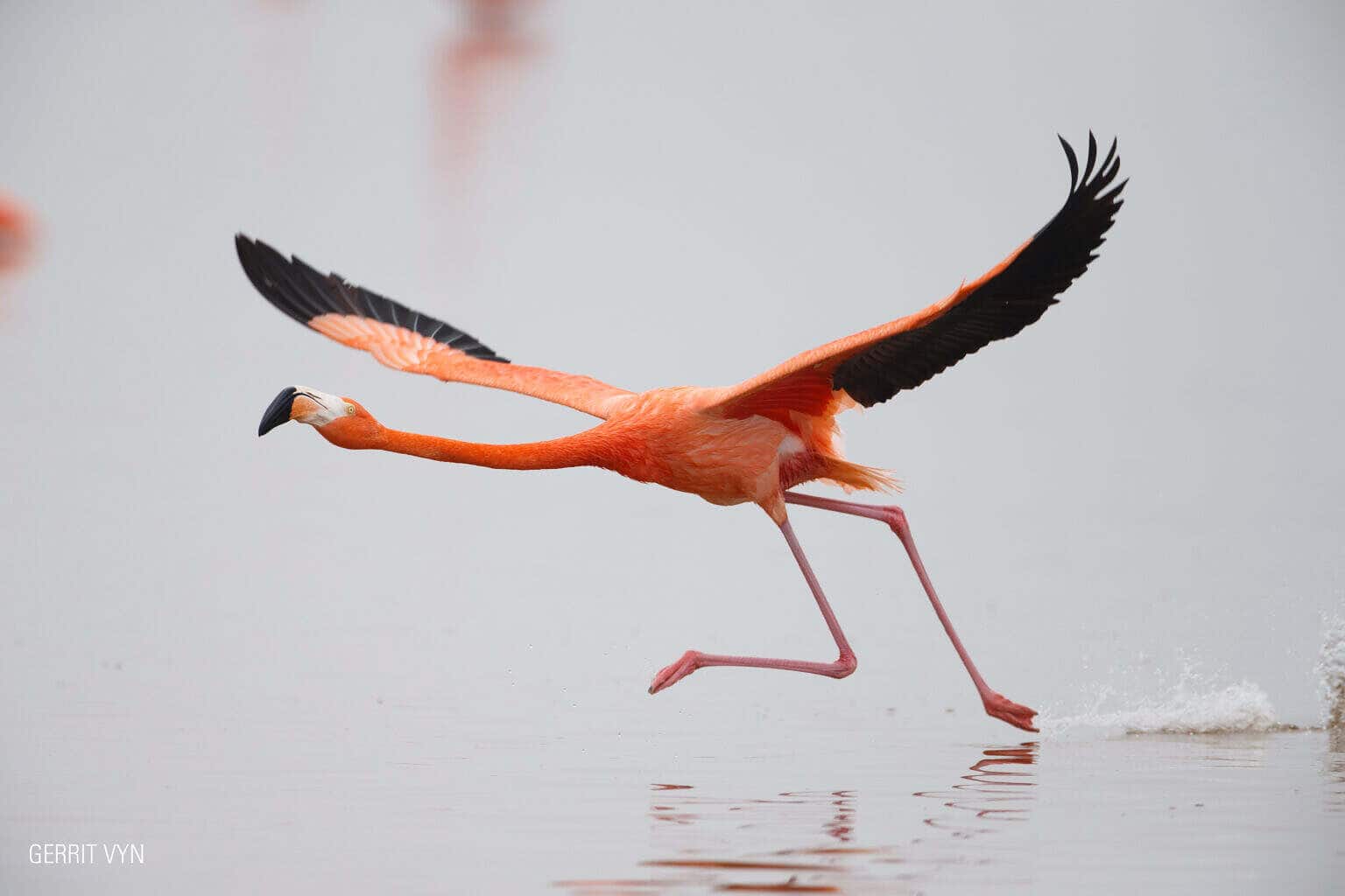 American Flamingo -Vyn-150225-0351