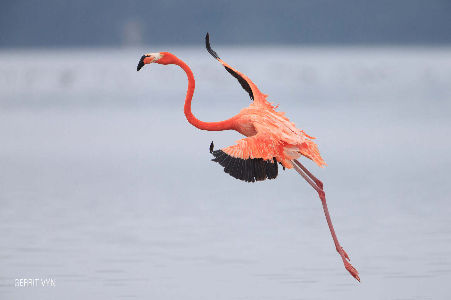 American Flamingo -Vyn-150225-0385