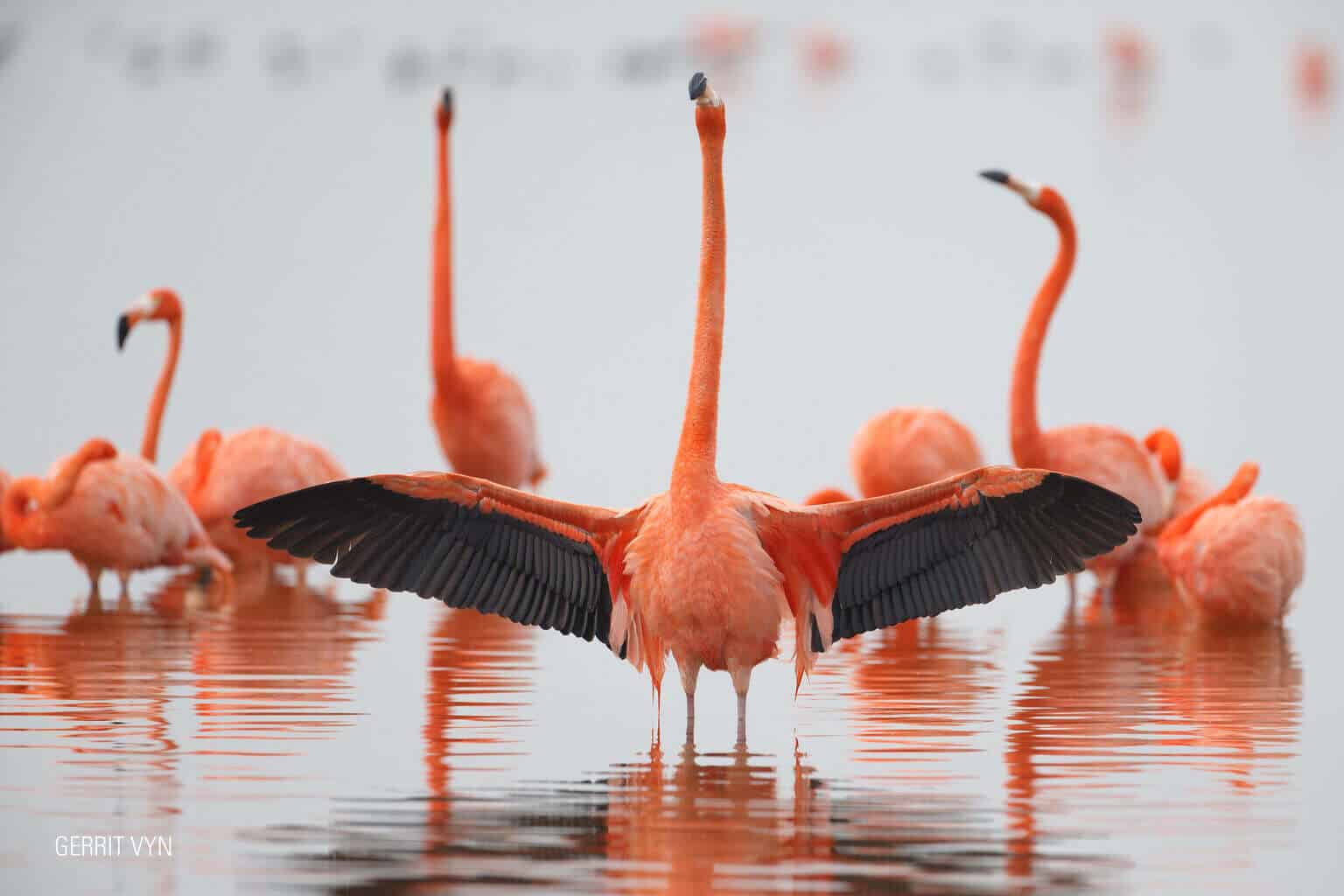 American Flamingo -Vyn-150225-0455