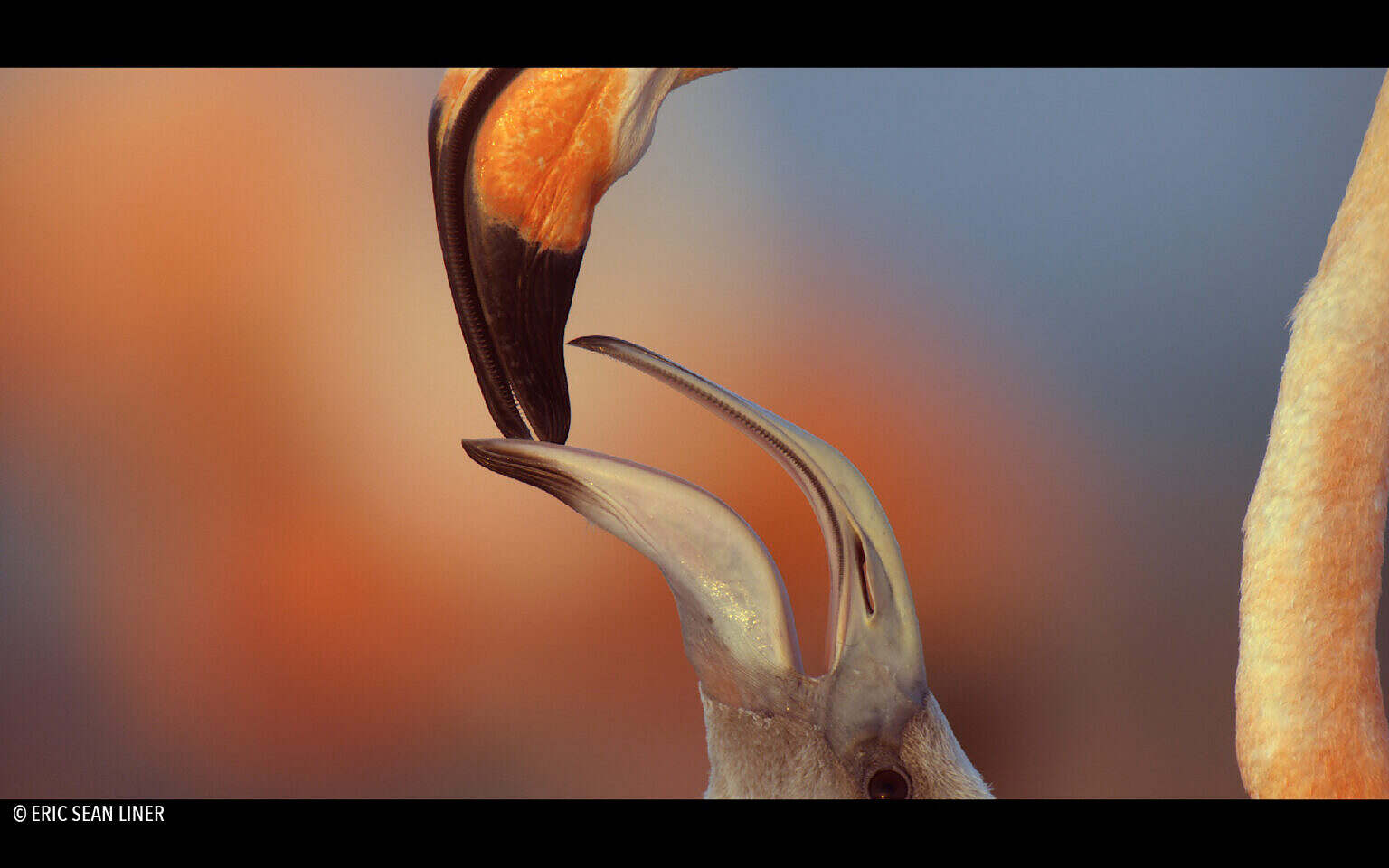 Flamingo_Chick_CU