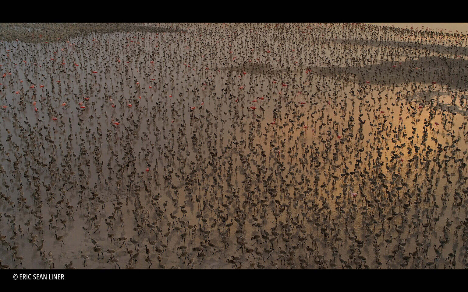Flamingos_WS_copy