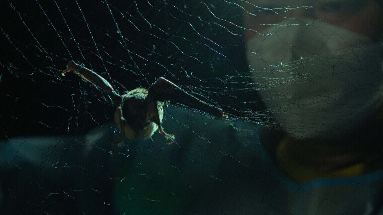 Photo 1 Spillover_Pressefoto_01_Kambodscha_Forscher_FledermausBROADVIEW_PICTURES