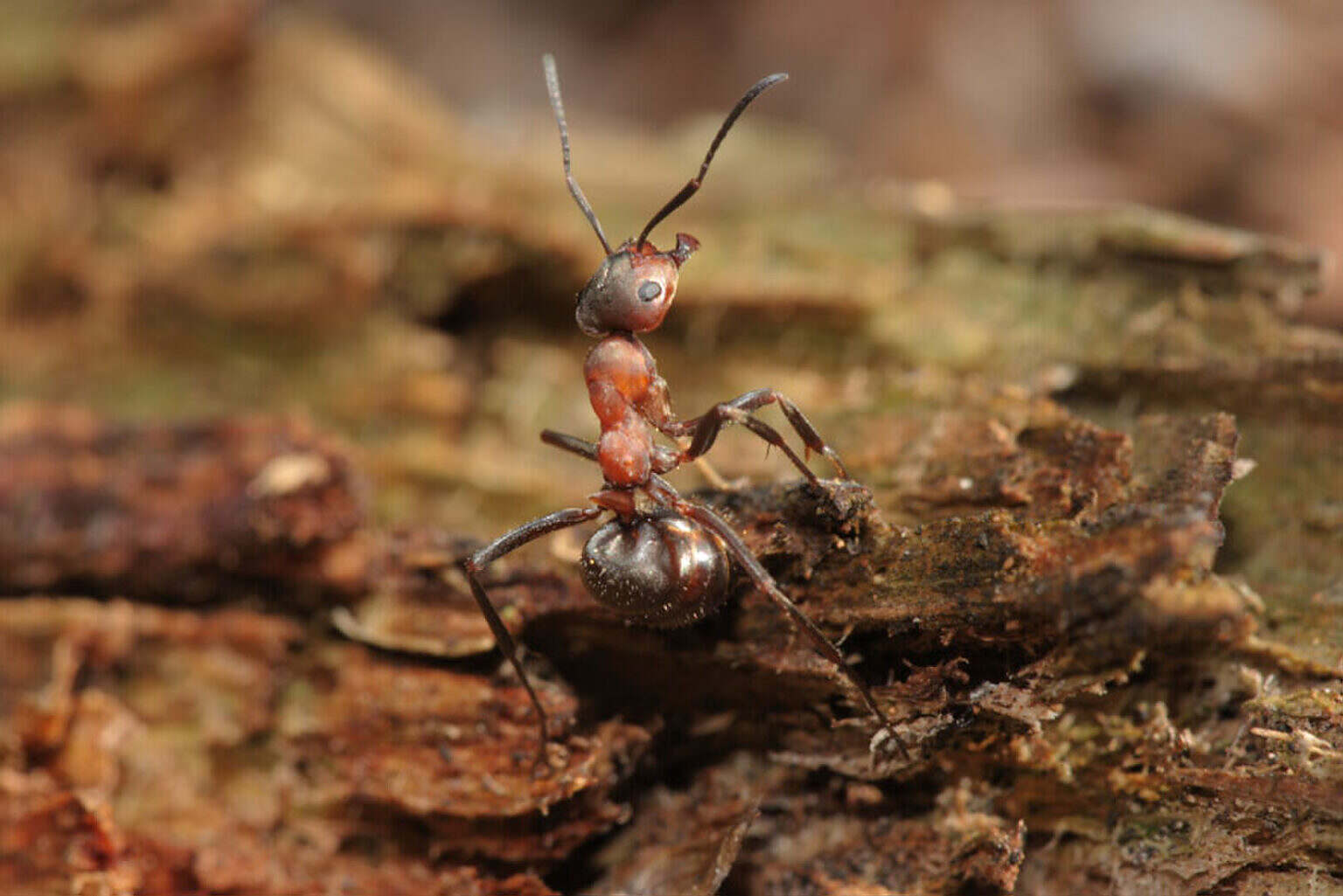 Photo 2 01_Fabelhafte_Insekten_2_Waldameise_KL_copyright_A.Hartl_