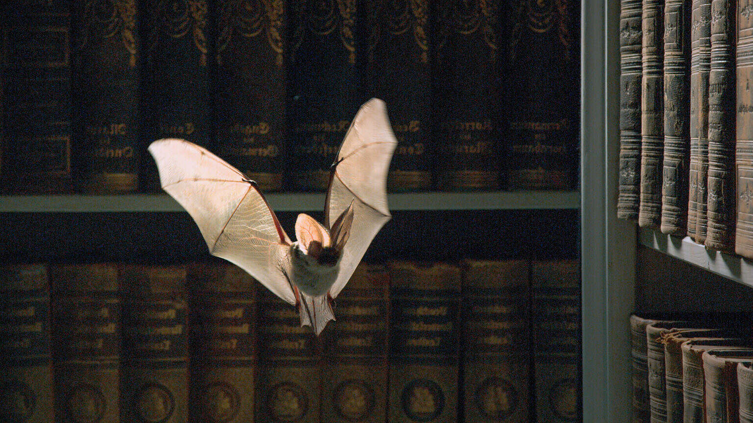 Photo 2 FASZINATION_EUROPA_EP6_Pressefotos_5_Copyrigh_LightandShadow