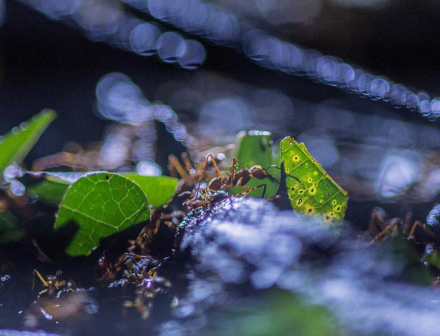 Photo 3 02_Fabelhafte_Insekten_2_Blattschneiderameisen_KL_copyright_nautilusfi