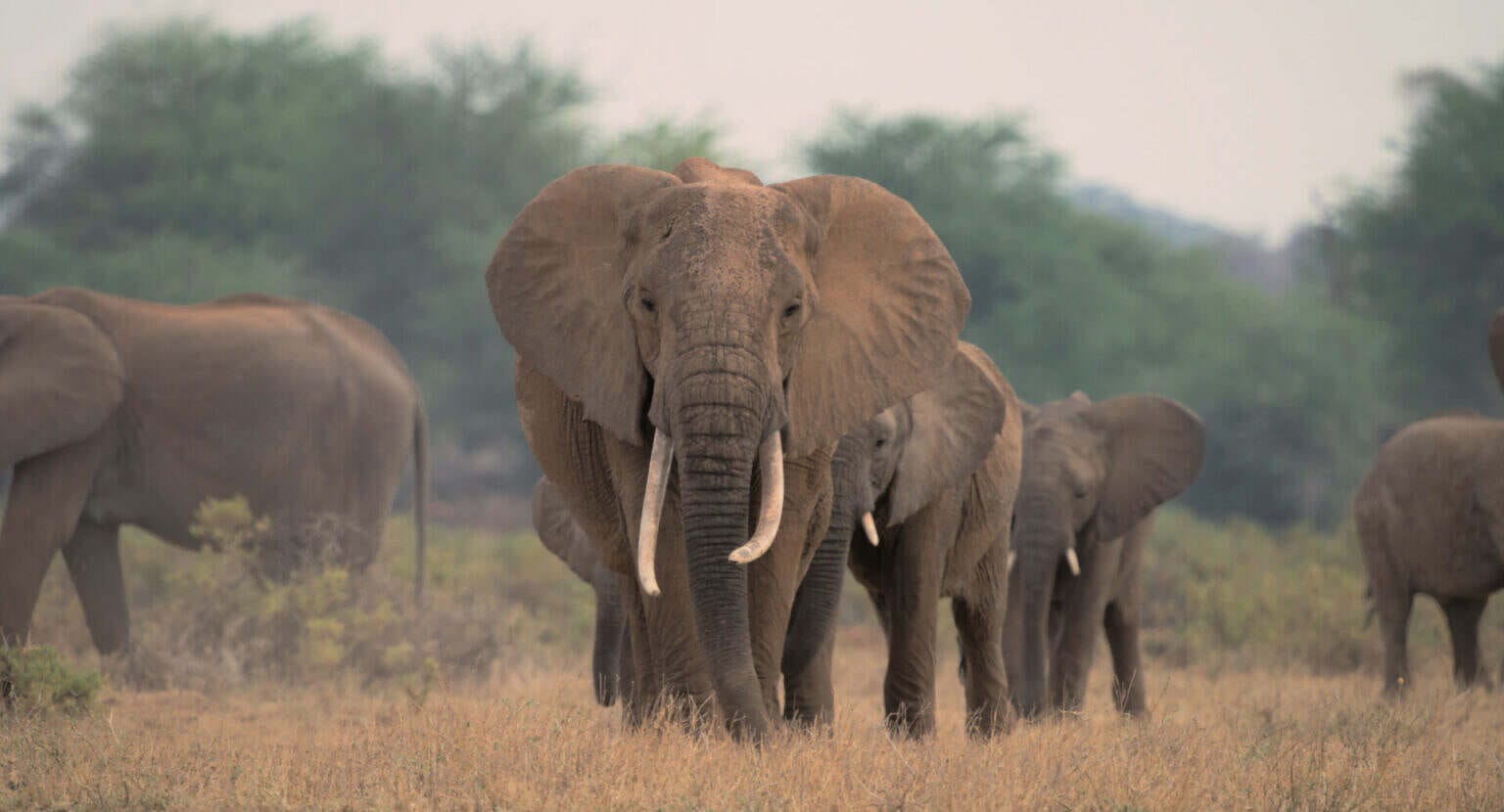 Photo 3 31_CTR_MARAMEDIA_STILL_ELEPHANTS