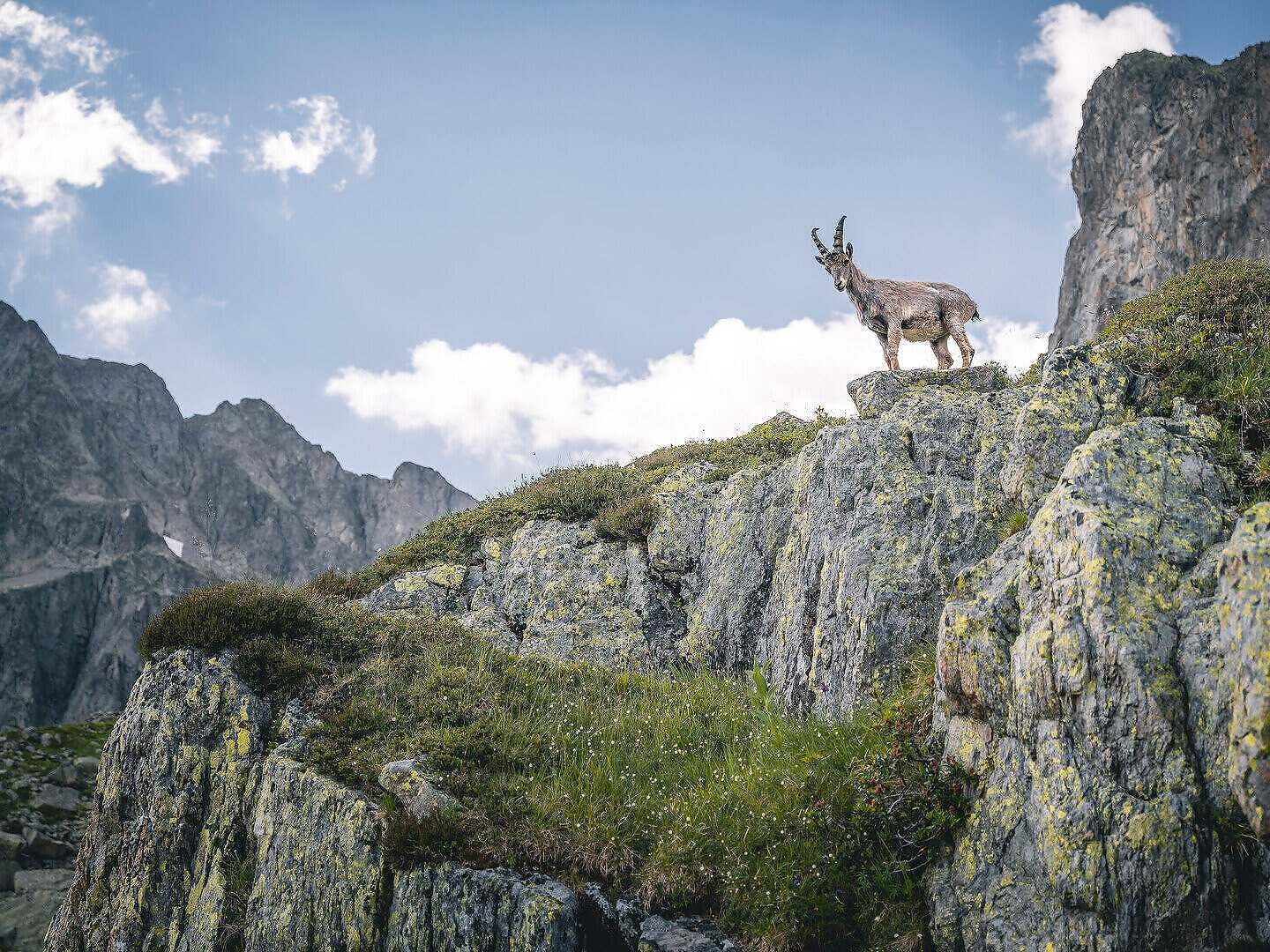 Photo 4 Les_bouquetins_du_massif_du_Mont_Blanc-cTristan_Shu-1773
