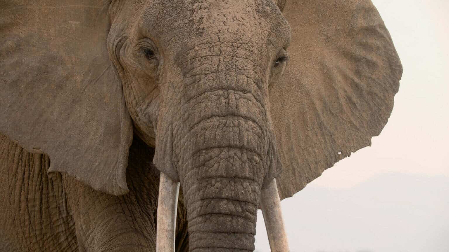 Photo 5 33_CTR_MARAMEDIA_STILL_ANASTASIA_ELEPHANT_copy