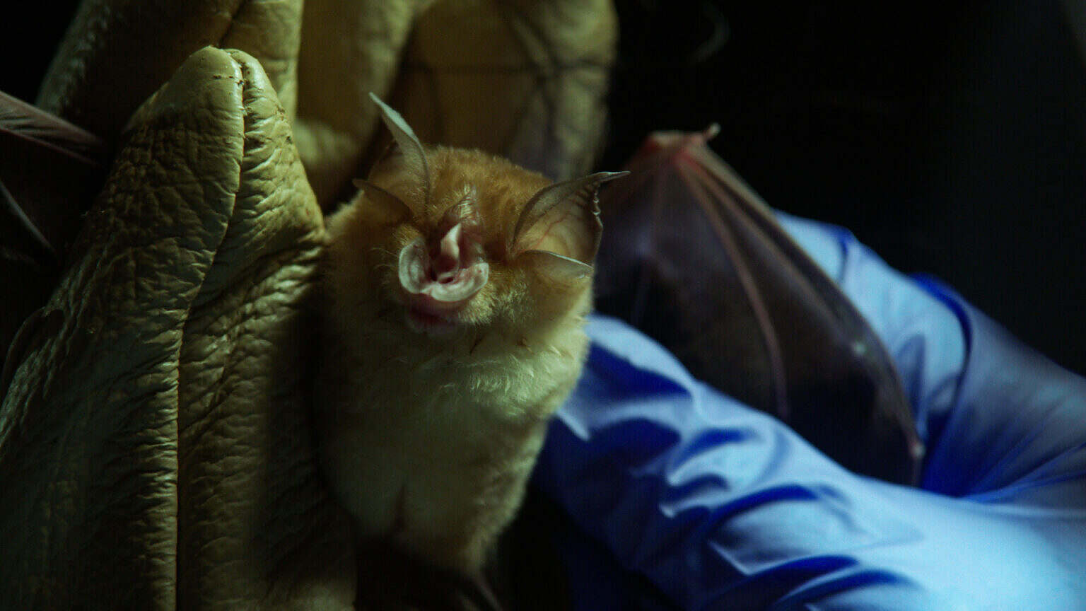 Photo 5 Spillover_Pressefoto_03_Kambodscha_FledermausBROADVIEW_PICTURES