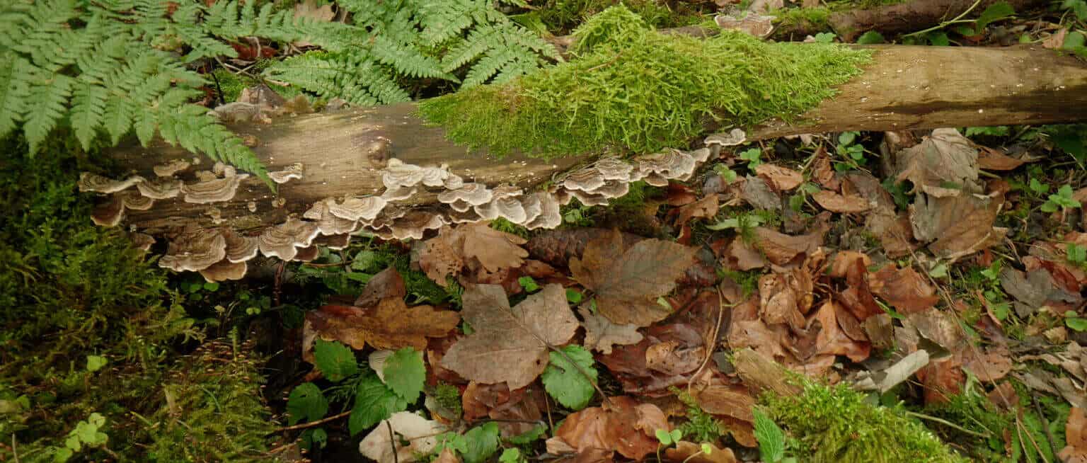 Photo 7 Sequence_01.00_02_37_23.Still010