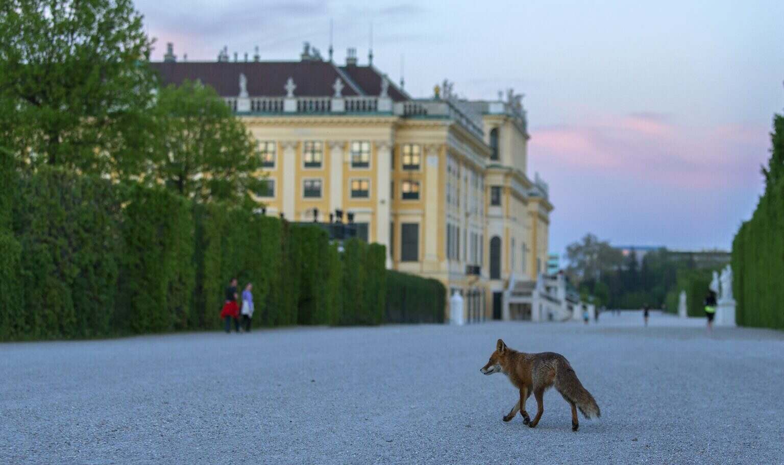 WildVienna_01© Terra Mater Studios GmbH_Georg und Verena Popp-Hacker