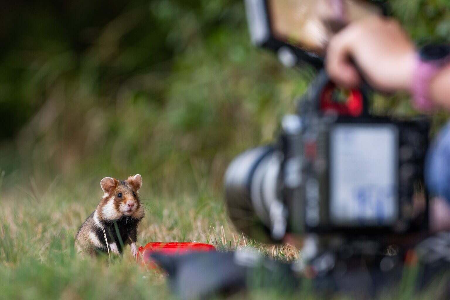 WildVienna_02© Terra Mater Studios GmbH_JackMifflin