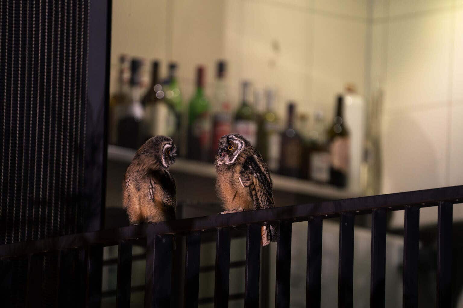 WildVienna_04© Terra Mater Studios GmbH_Valentin Blüml