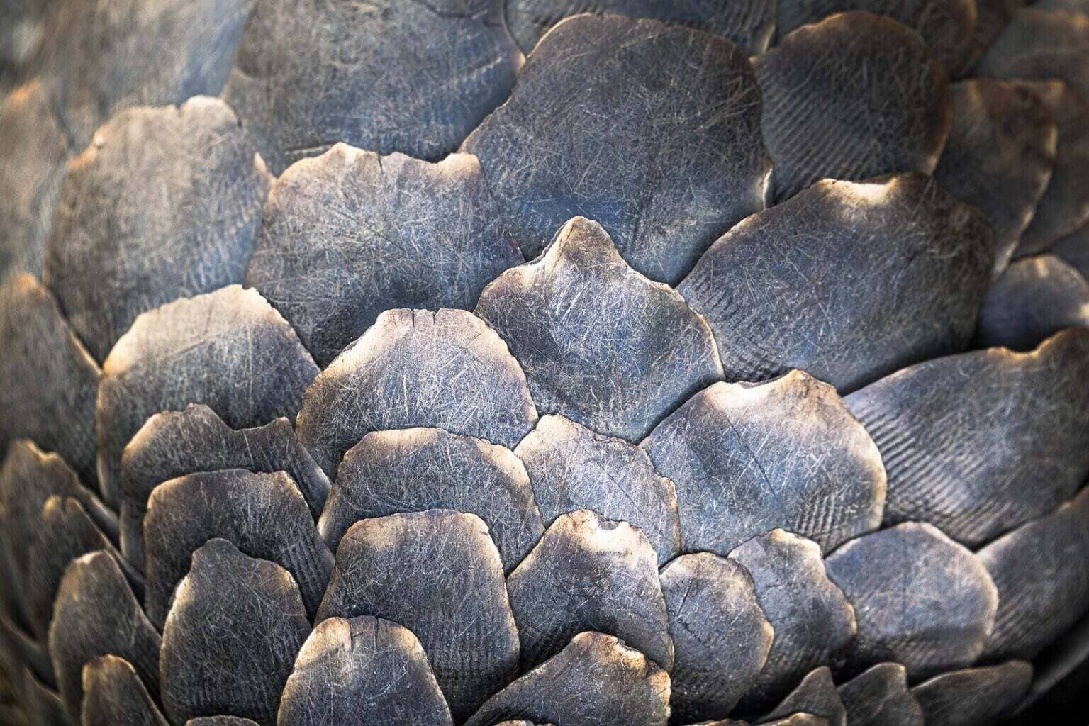 039_Pangolin1