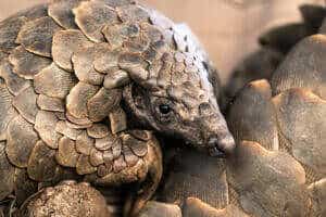 039_Pangolin2