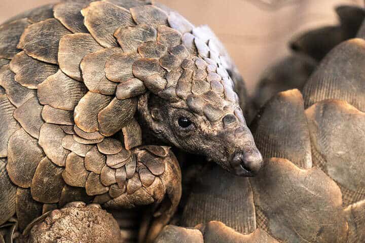 039_Pangolin2