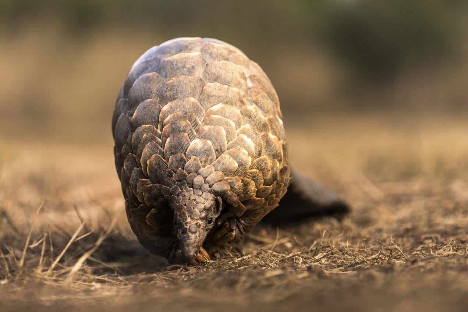 039_Pangolin3