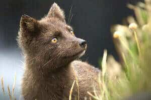 064_FuchsDesNordens_1