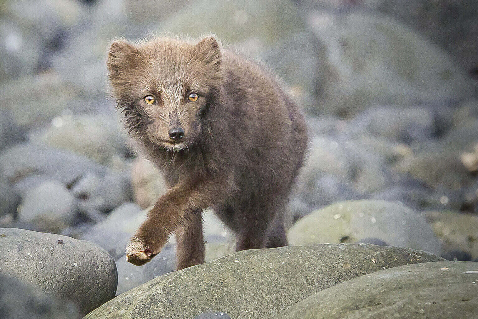 064_FuchsDesNordens_5