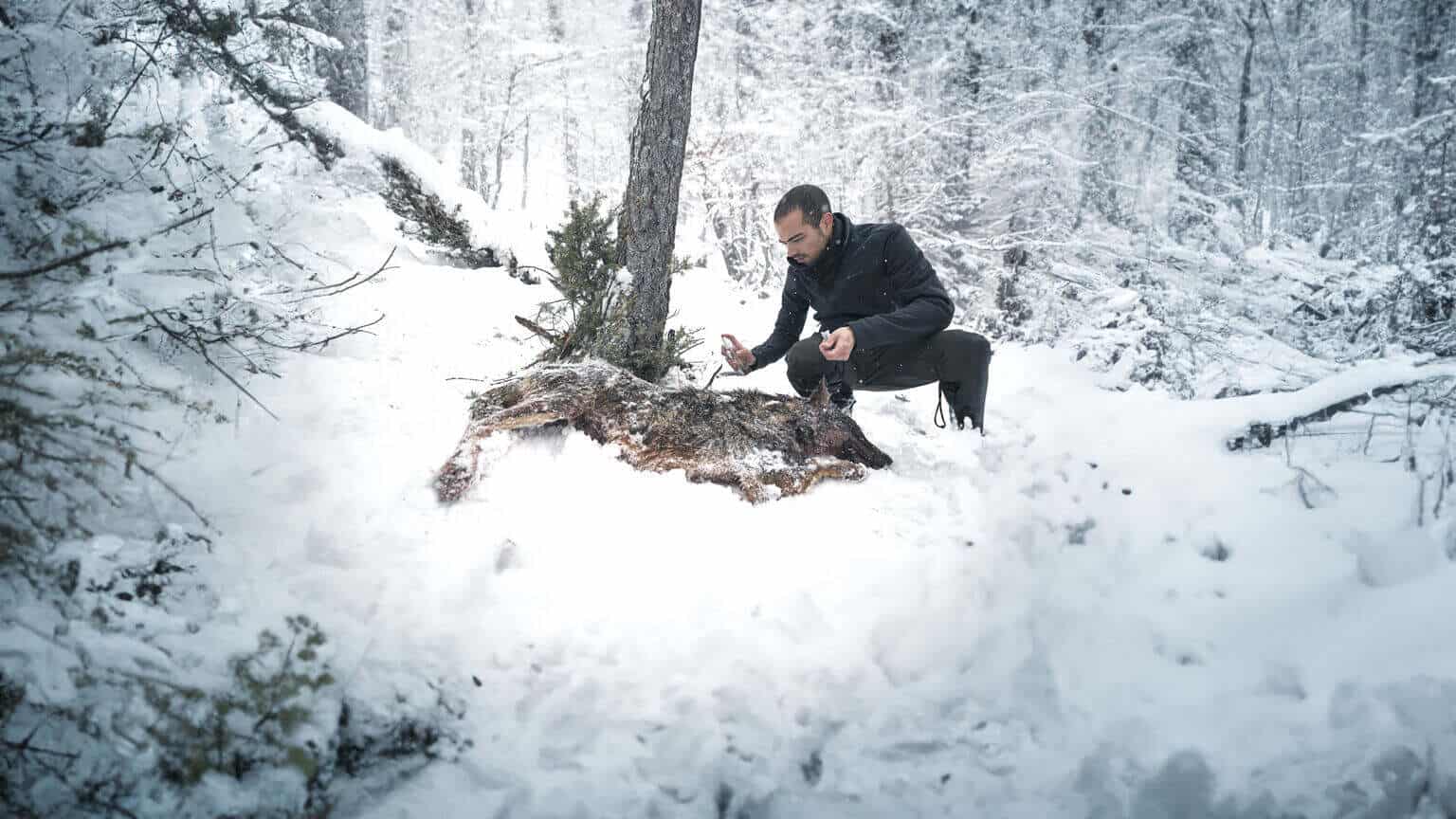 LUPI NOSTRI PhD student Daniel sprays dead wolf