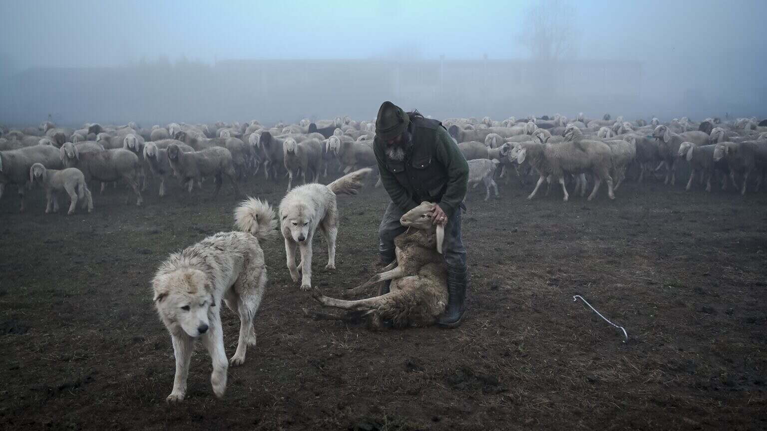 LUPI NOSTRI Shepherd cuts the nail of a sheep