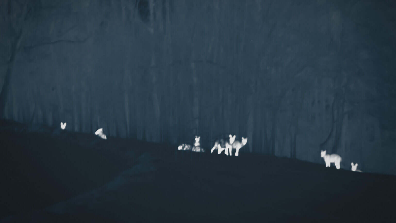 Lupi Nostri Thermal Camera 9 wolves