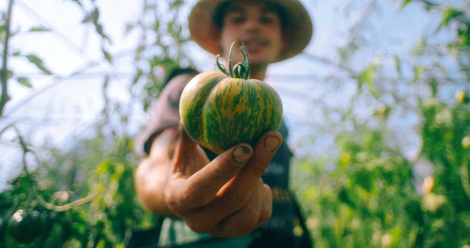 Still-alex-tomate-300dpi_CMYK_shadow_HR